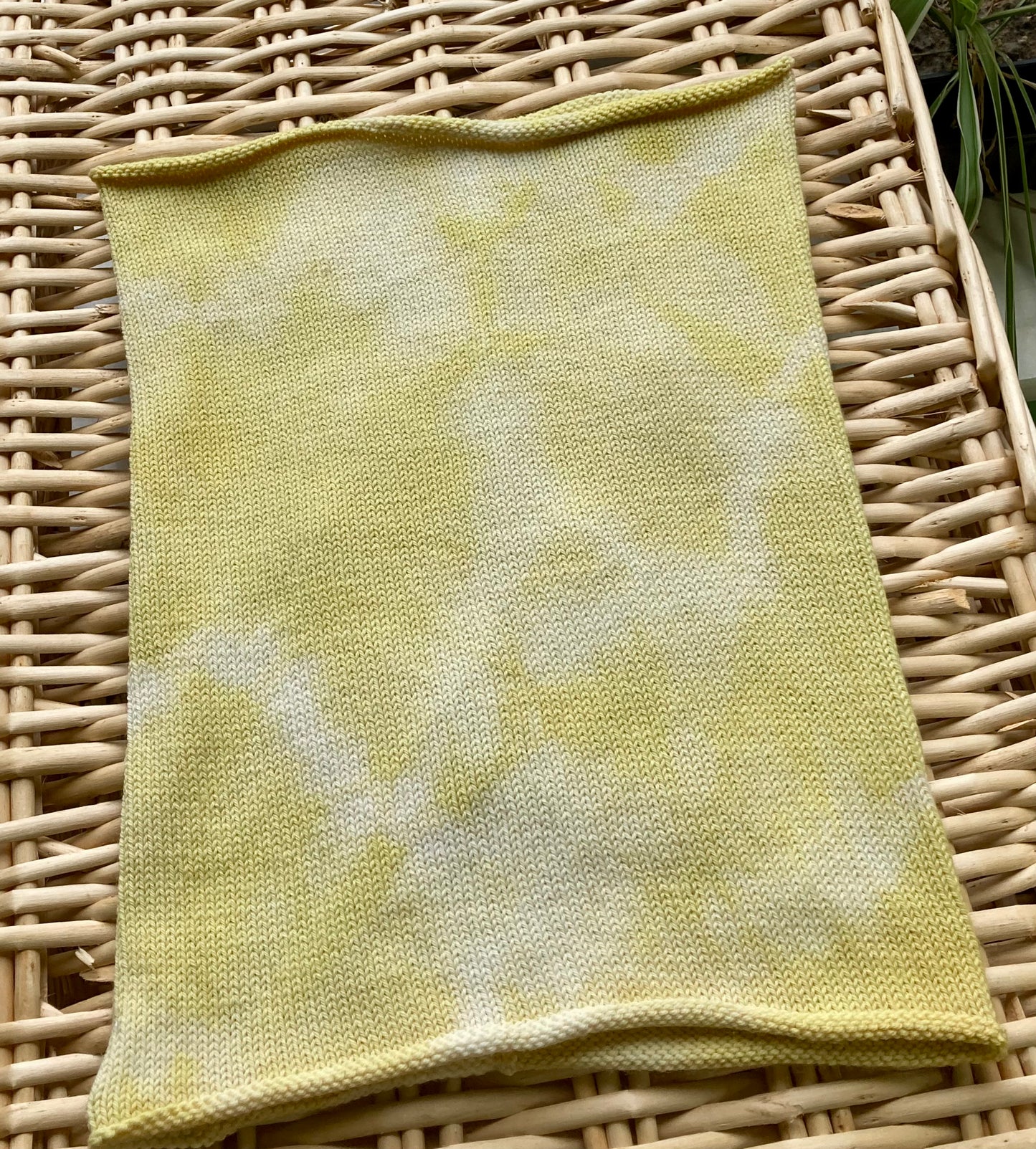 Fustic Tie dyed Merino Cowl